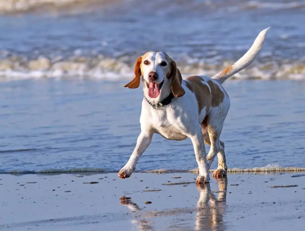 Cachorro correndo na beira do mar
